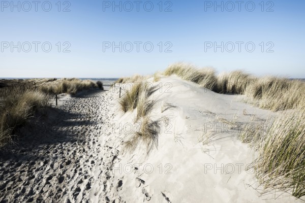 Trail in the dunes and blue sky in winter, Spiekeroog, East Frisian Islands, Lower Saxony, Germany