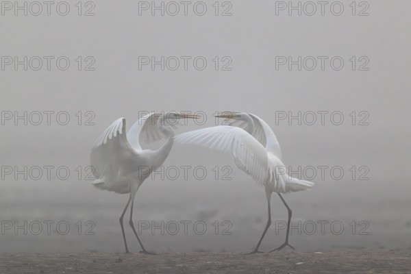 Great Egret, (Egretta alba) Warring Great Egret in the Mist, Lusatia, Saxony, Germany