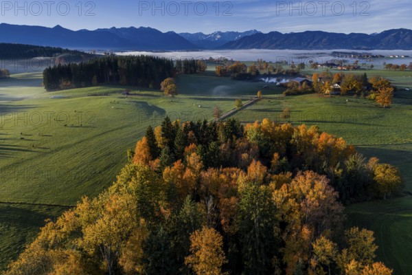 Trees, oaks, beech trees, sunny, morning light, autumn color, fog, aerial view, view of Zugspitze, foothills of the Alps, Upper Bavaria, Bavaria, Germany