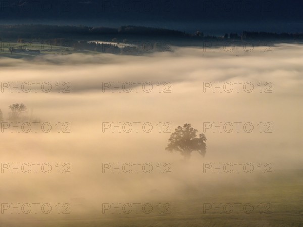 Tree, back light, sunny, morning light, autumn, autumn discoloration, fog, aerial view, Riegsee, Alpine foothills, Upper Bavaria, Bavaria, Germany