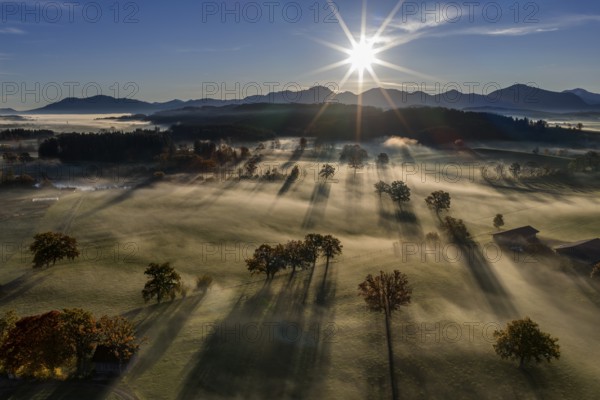 Trees, oaks, sunlight, back light, sunny, morning light, autumn, autumn discoloration, fog, aerial view, view of Kochler Mountains, foothills of the Alps, Upper Bavaria, Bavaria, Germany