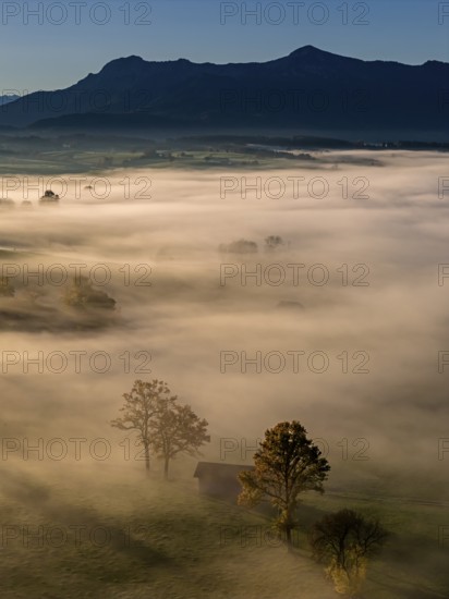 Trees, oaks, hut, sunny, morning light, autumn, autumn color, fog, aerial view, view of Herzogstand, Heimgarten, Alpine foothills, Upper Bavaria, Bavaria, Germany