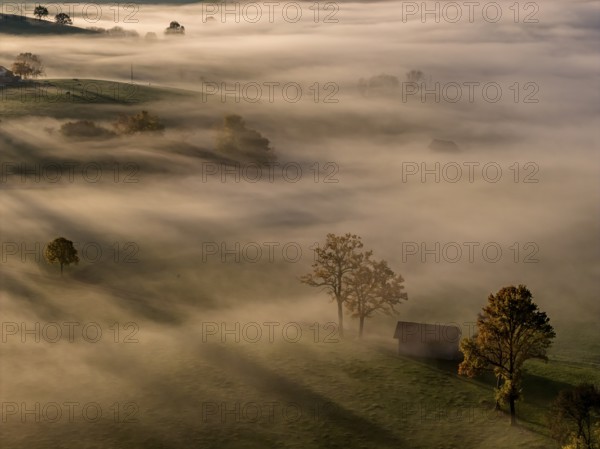 Trees, oaks, hut, sunny, morning light, autumn, autumn color, fog, aerial view, Alpine foothills, Upper Bavaria, Bavaria, Germany