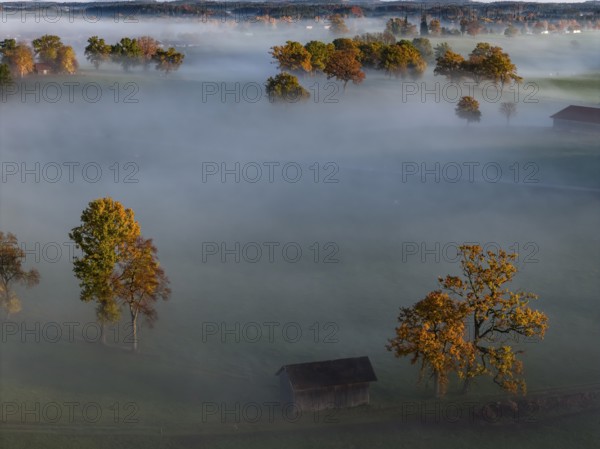 Trees, oaks, sunny, morning light, autumn, autumn discoloration, fog, aerial view, Alpine foothills, Upper Bavaria, Bavaria, Germany