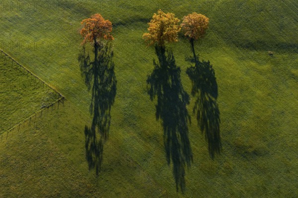 Trees, oaks, morning light, shade, autumn, autumn discoloration, fog, aerial view, Alpine foothills, Upper Bavaria, Bavaria, Germany