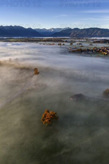 Tree, oak, mountains, sunny, morning light, autumn, autumn discoloration, fog, aerial view, view of Zugspitze, foothills of the Alps, Upper Bavaria, Bavaria, Germany