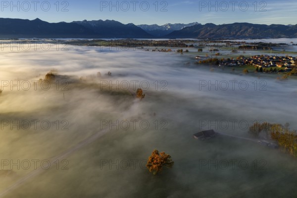 Tree, oak, mountains, sunny, morning light, autumn, autumn discoloration, fog, aerial view, view of Zugspitze, foothills of the Alps, Upper Bavaria, Bavaria, Germany