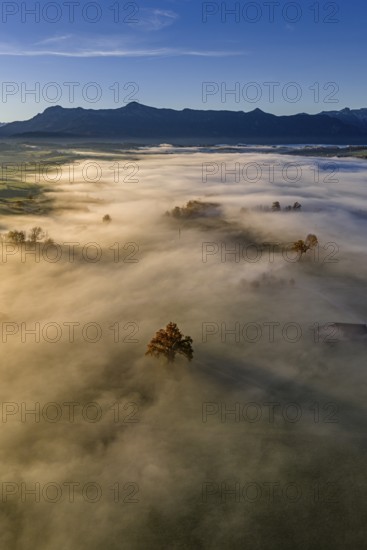Tree, oak, mountains, sunny, morning light, autumn, autumn discoloration, fog, aerial view, view of Kochler Mountains, foothills of the Alps, Upper Bavaria, Bavaria, Germany