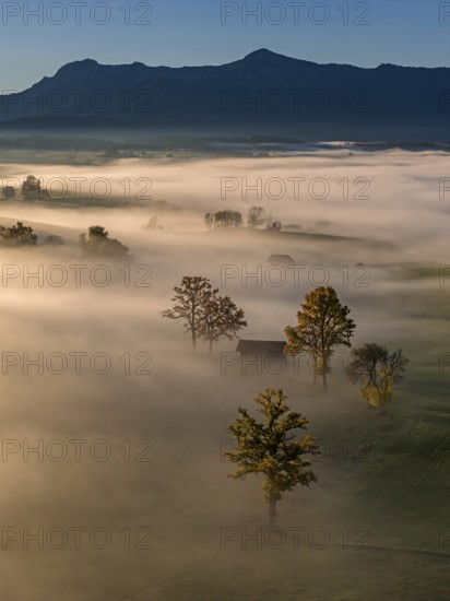 Trees, oaks, mountains, sunny, morning light, autumn, autumn discoloration, fog, aerial view, view of Herzogstand, Heimgarten, Alpine foothills, Upper Bavaria, Germany