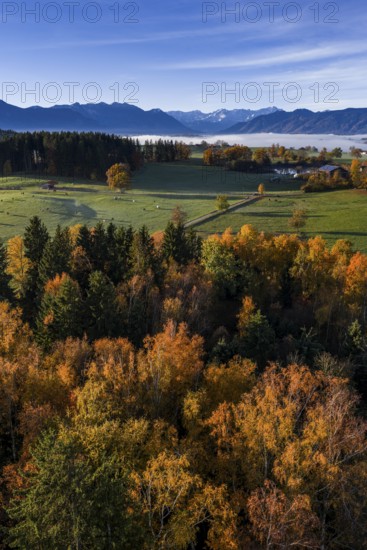 Trees, oaks, beech trees, sunny, morning light, autumn color, fog, aerial view, view of Zugspitze, foothills of the Alps, Upper Bavaria, Bavaria, Germany
