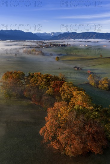 Trees, oaks, beech trees, sunny, morning light, autumn color, fog, aerial view, Riegsee, view of Zugspitze, Alpine foothills, Upper Bavaria, Bavaria, Germany