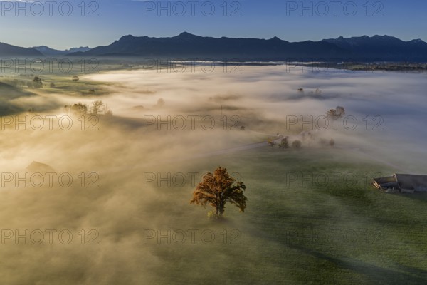 Tree, oak, mountains, sunny, morning light, autumn, autumn discoloration, fog, aerial view, view of Kochler Mountains, foothills of the Alps, Upper Bavaria, Bavaria, Germany