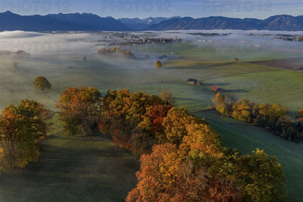 Trees, oaks, beech trees, sunny, morning light, autumn color, fog, aerial view, Riegsee, view of Zugspitze, Alpine foothills, Upper Bavaria, Bavaria, Germany
