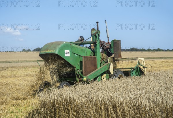 Older Termaenius combine harvester harvesting wheat at old-fashioned harvest festival in Svenstorp, Ystad municipality, Skåne county, Sweden, Scandinavia