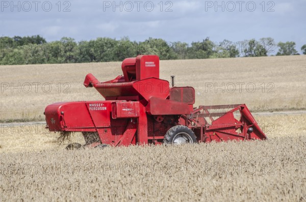 Older Massey Ferguson combine harvester harvesting wheat at old-fashioned harvest festival in Svenstorp, Ystad municipality, Skåne county, Sweden, Scandinavia