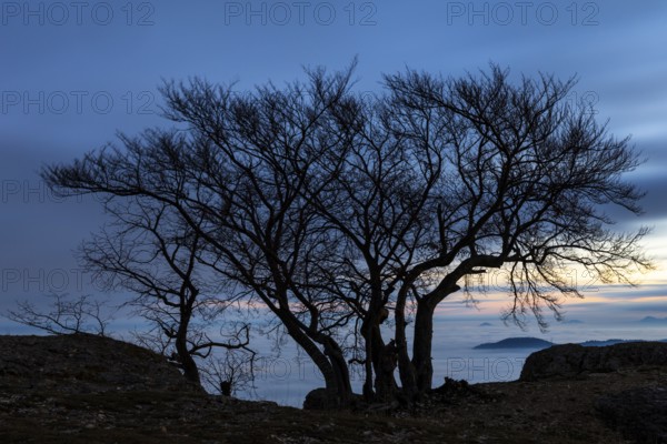 Inversion weather, fog, dawn, autumn, tree on Breitenstein, Ochsenwang, Swabian Jura, Baden-Württemberg, Germany