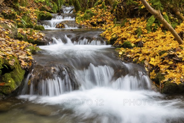 Small waterfall, sinter steps, maple leaves in autumn colors, Brühlbach, Maisental, Bad Urach, Swabian Alb, Baden-Württemberg, Germany