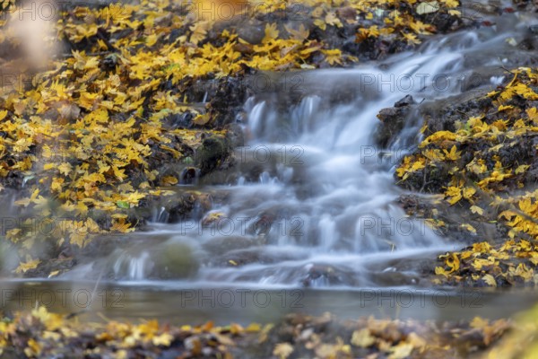 Sinterterrassen der Weißen Lauter, stream, maple leaves, water, autumn, Donntal, Gutenberg, Swabian Jura, Baden-Württemberg, Germany