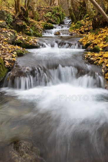 Small waterfall, sinter steps, maple leaves in autumn colors, Brühlbach, Maisental, Bad Urach, Swabian Alb, Baden-Württemberg, Germany
