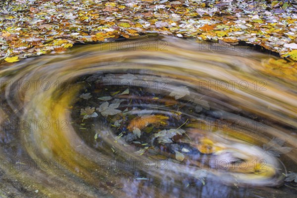 Ahron leaves in herb color turn in brook strudel (Acer) horse chestnut family (Hippocastanoideae), autumn, Donntal, Gutenberg, Swabian Jura, Baden-Württemberg, Germany