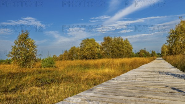 Barren landscapeof raised bog, National park of High Venn-Eifel, Wallonia, East Belgium