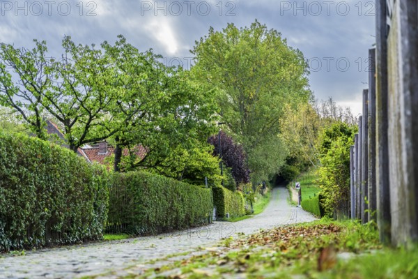 Hill of Koppenberg, Cobblestones at the cycling classic Tour of Flanders, Ardennes, Flanders, Belgium