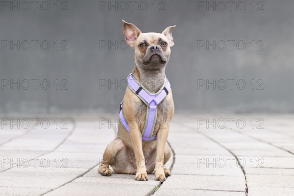 Young blue fawn French Bulldog with long heaathy nose wearing a dog harness in front of gray wall
