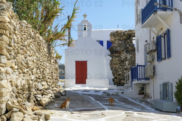 Mykonos, Cyclades, Greece - Cats in old town alleys in front of small chapel, church, in Mykonos town. Mykonos is part of the Cyclades archipelago in the Aegean Sea