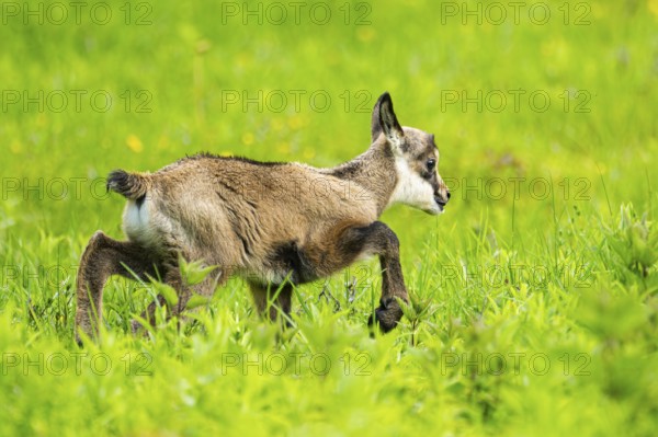 Chamois (Rupicapra rupicapra) youngster (fawn) standing on a meadow, Austria