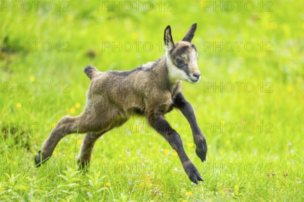 Chamois (Rupicapra rupicapra) youngster (fawn) running over a meadow, Austria