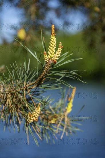 Scots pine (Pinus sylvestris) blossom in a forest in spring, Bavaria, Germany