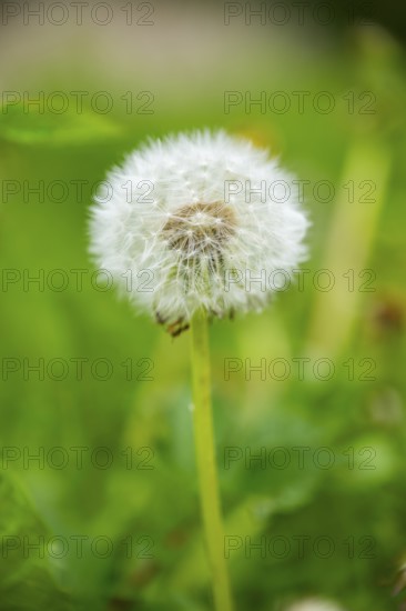 Common dandelion (Taraxacum officinale) seeds, detail, Bavaria, Germany