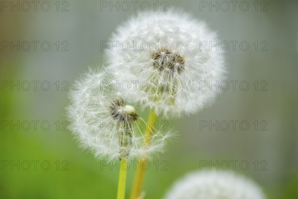Common dandelion (Taraxacum officinale) seeds, detail, Bavaria, Germany