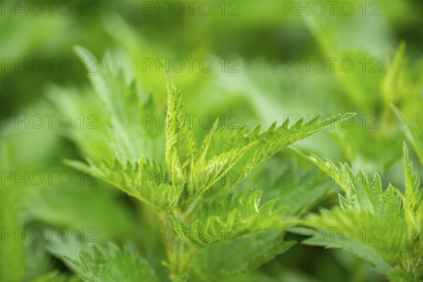 Common nettle (Urtica dioica), detail, spring, Bavaria, Germany