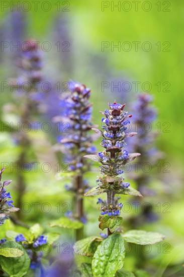Bugle (Ajuga reptans) blossoms, detail, Bavaria, Germany