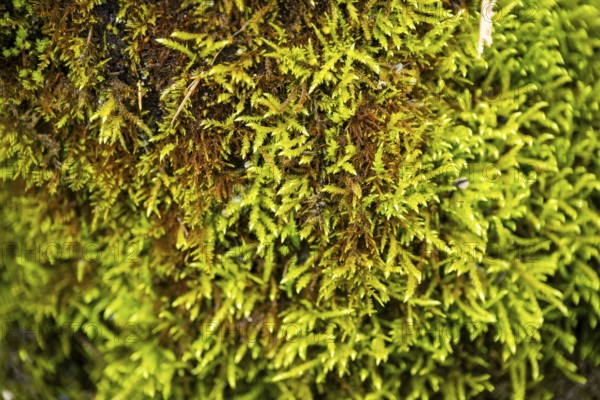 Red-stemmed feathermoss (Pleurozium schreberi) growing on old wood in a forest, Bavaria, Germany