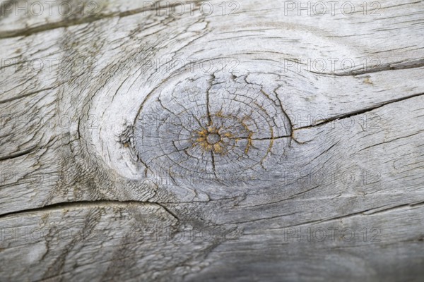 Close-up of a cut fruit in an old tree trunk, Bavaria, Germany