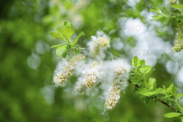 Eastern crack-willow (Salix euxina), pussy willow, seeds in spring, detail, Upper Palatinate, Bavaria, Germany