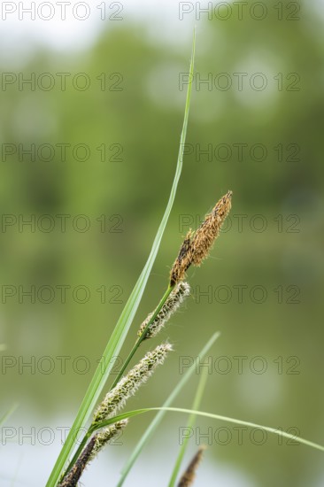 Greater tussock-sedge (Carex paniculata) grass blooming in spring, Bavaria, Germany