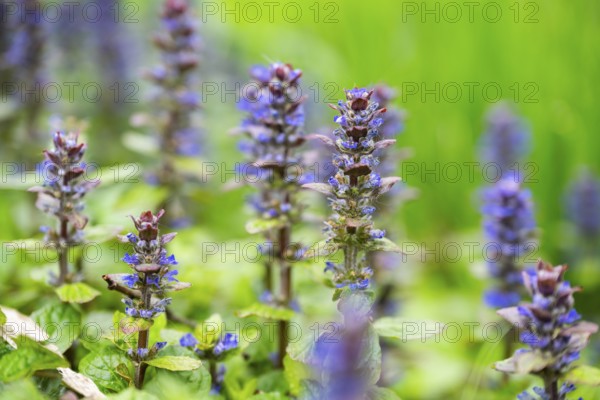 Bugle (Ajuga reptans) blossoms, detail, Bavaria, Germany