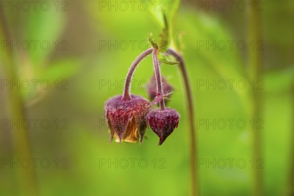 Water avens (Geum rivale), blossom, detail, Bavaria, Germany