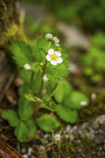 Wild strawberry (Fragaria vescaa) plants blooming, blossom, detail, Bavaria, Germany