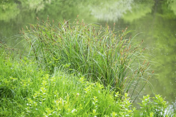 Greater tussock-sedge (Carex paniculata) grass bushes in a forest next to a little lake in spring, Bavaria, Germany