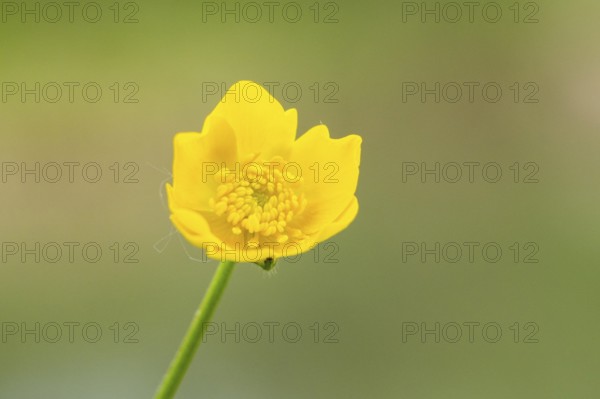 Corn buttercup (Ranunculus arvensis) blossom, detail, Bavaria, Germany