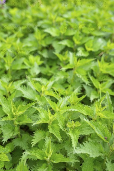 Common nettle (Urtica dioica), detail, spring, Bavaria, Germany