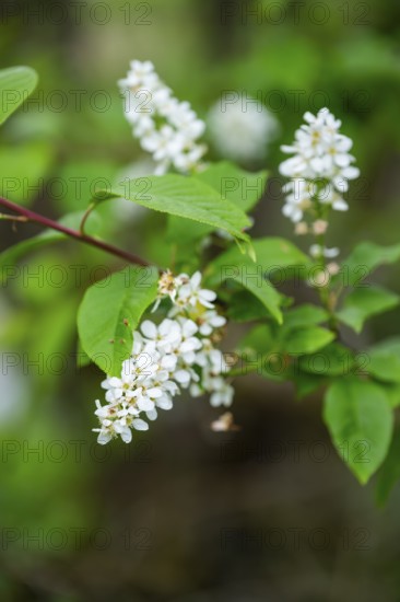 Bird cherry Prunus padus) blossoms, detail, Bavaria, Germany
