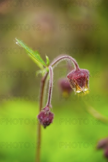 Water avens (Geum rivale), blossom, detail, Bavaria, Germany