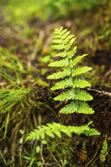 Red-stemmed feathermoss (Pleurozium schreberi) growing on old wood in a forest, Bavaria, Germany