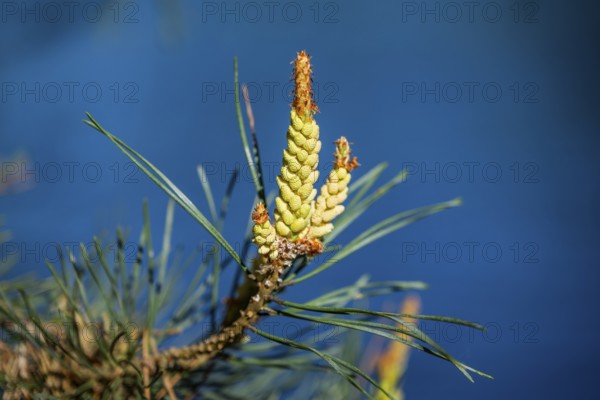 Scots pine (Pinus sylvestris) blossom in a forest in spring, Bavaria, Germany