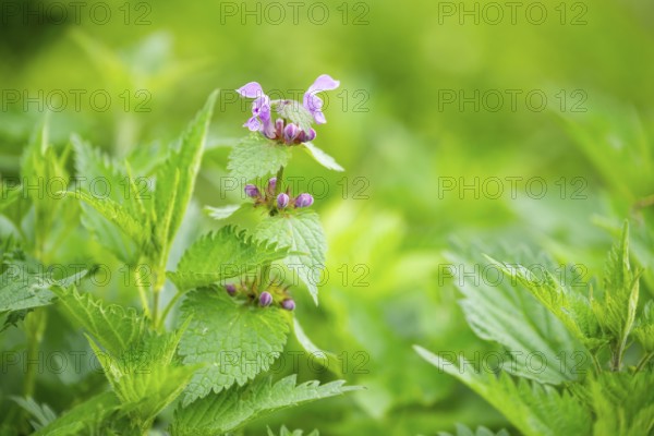 Spotted dead-nettle (Lamium maculatum) growing and blloming between Common nettle (Urtica dioica) plants, detail, spring, Bavaria, Germany
